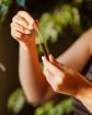Kép Kedvezményes szett: 2x hegyi vérehulló fecskefű elixír szemölcsökre – 3 ml – Herbal Traditions