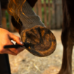 Kép HORSES patabalzsam – Shroom Buddy