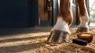 Kép HORSES patabalzsam – Shroom Buddy
