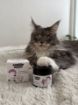 Kép CATS mancsápoló balzsam – Shroom Buddy