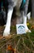 Kép DOGS mancsbalzsam – Shroom Buddy