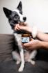 Kép DOGS mancsbalzsam – Shroom Buddy