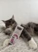 Kép CATS fülcseppek – Shroom Buddy