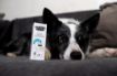 Kép DOGS fülcseppek – Shroom Buddy