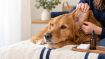 Kép DOGS fülcseppek – Shroom Buddy