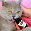 Kép Friss lehelet CATS – Shroom Buddy